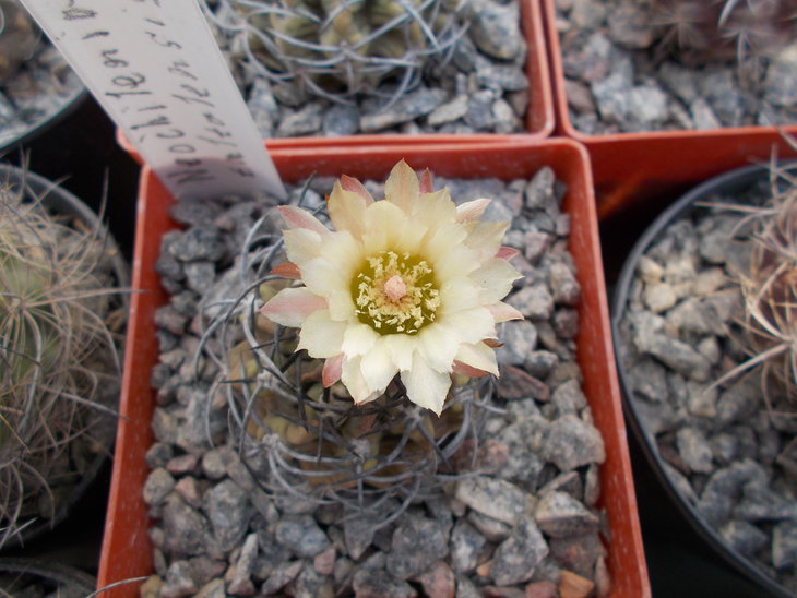 Neochilenia taltalensis.JPG