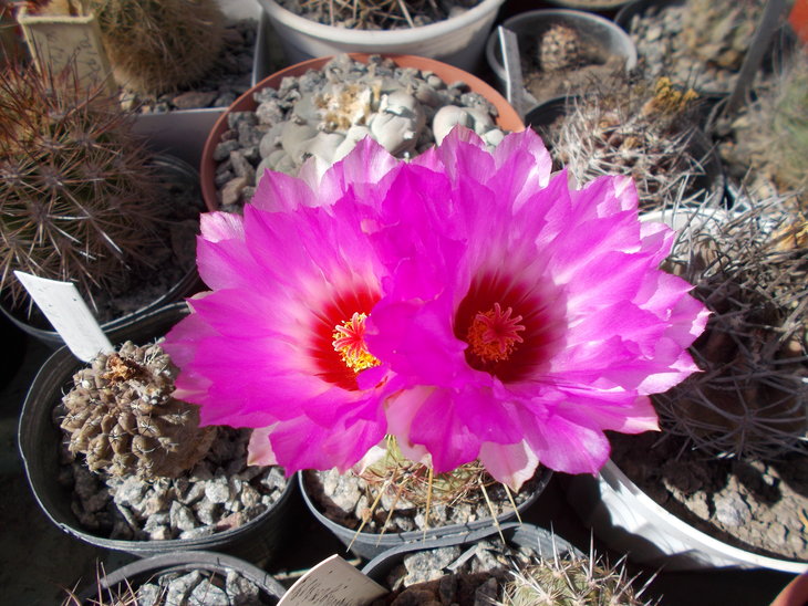 Thelocactus bicolor.JPG