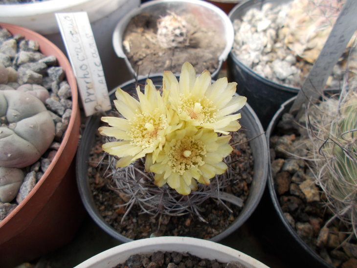 Pyrrhocactus nigricans.JPG