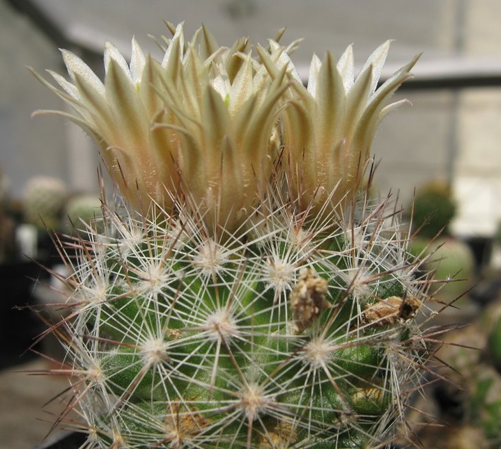 Escob. dasyacantha SB 907 2f.jpg