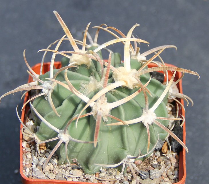 Echinocactus texensis SB1918 s Cuatricienegas   MG177.9