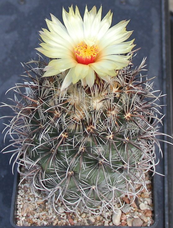 Coryphantha kracikii KKR339 MG