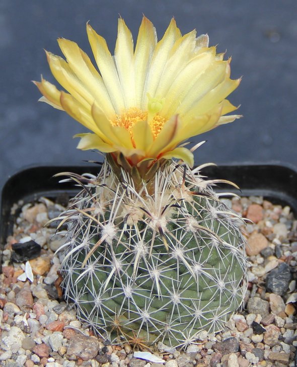 Coryphantha obscura SB714