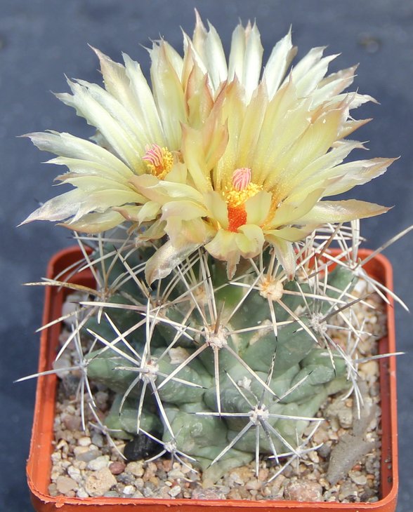 Coryphantha scheerii SB260 EddyCo.NM. MG131.5
