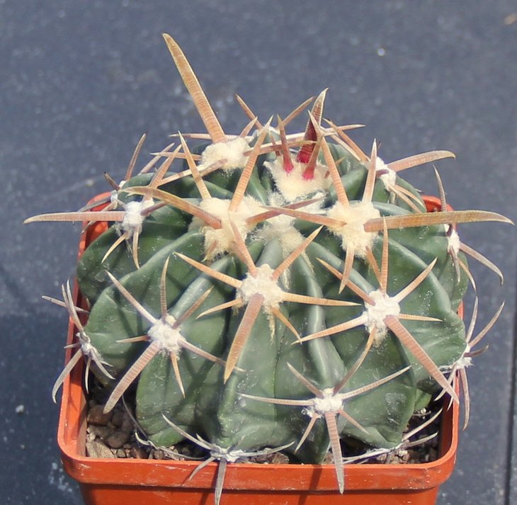 Echinocactus texensis SB1046 Calles Tam     MG177.8
