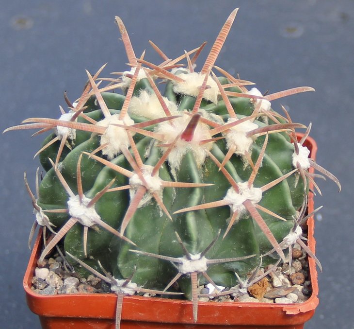 Echinocactus texensis SB1046 Calles Tam     MG177.8