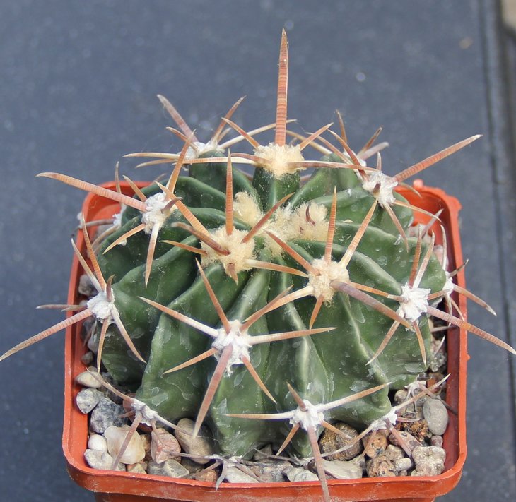 Echinocactus texensis SB1046 Calles Tam     MG177.8
