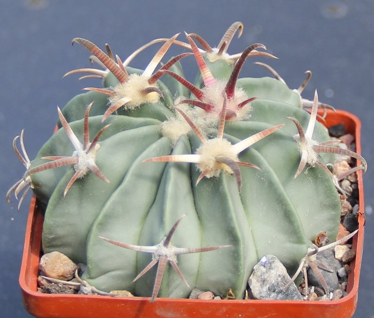 Echinocactus texensis SB261 Eddy Co NM  MG177.4