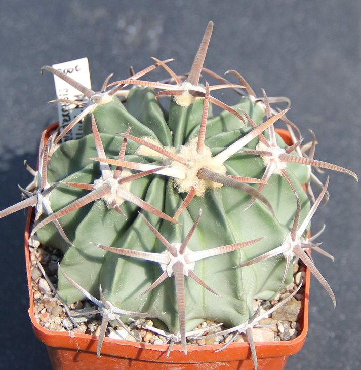 Echinocactus texensis LAPIN 3 Culebra Bluffs NM  MG177.15