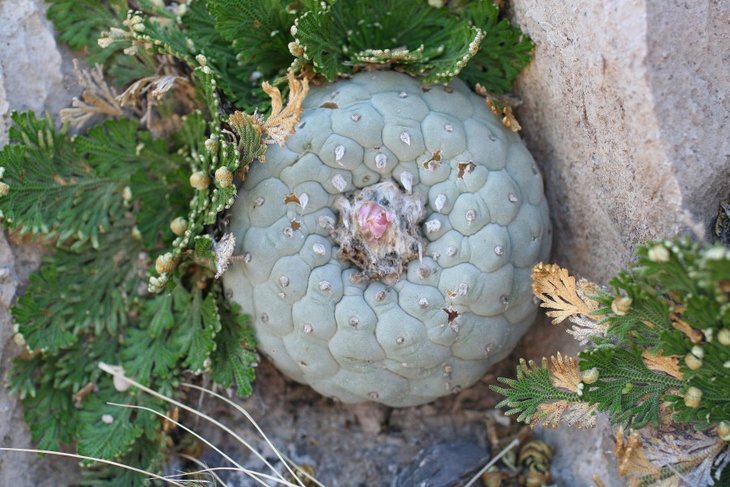 Lophophora fricii, фото Petr Antálek