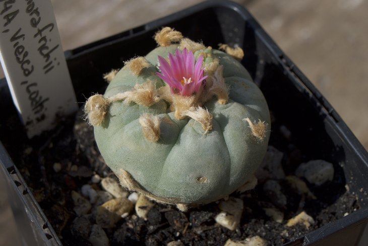 Lophophora frichii, Viesca Coach, RS 404