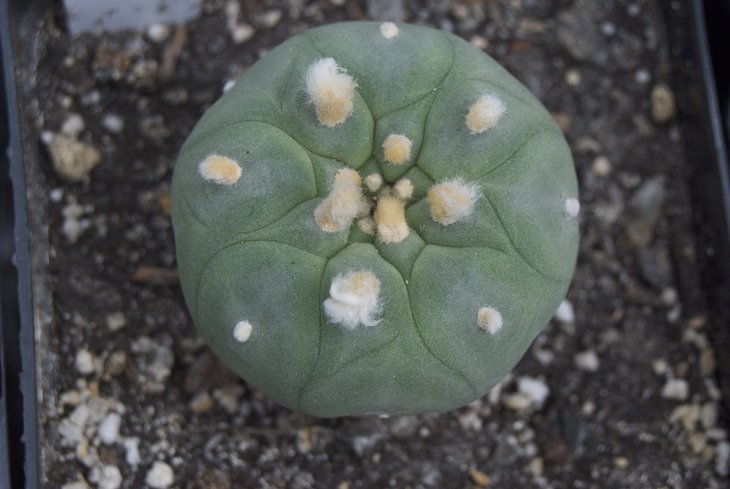 Lophophora diffusa