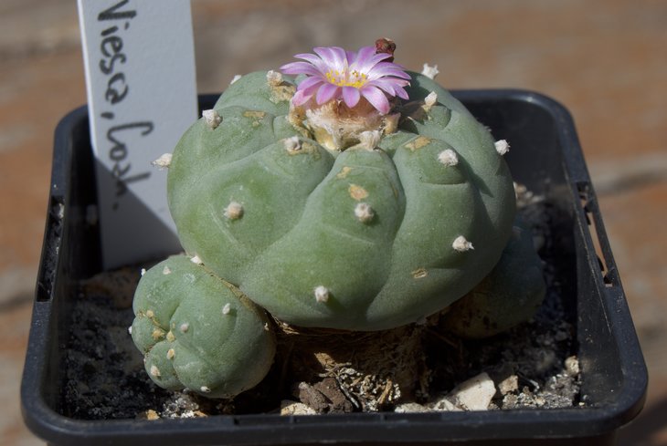Lophophora frichii, Viesca, Coach.