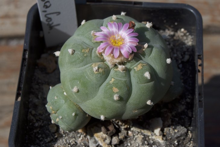 Lophophora frichii, Viesca, Coach.