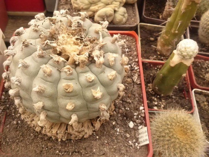 Lophophora williamsii f.texana (посев из семян Кёреса), фото и растение В.М.Павлика