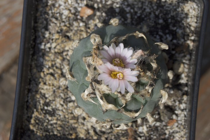 L. williamsii 1998, от Мухина Григория