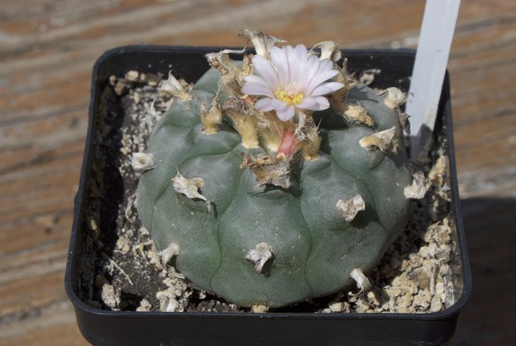 L. williamsii, природник из Мексики