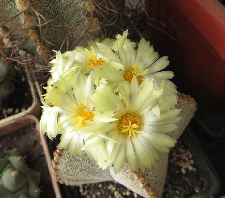 Astrophytum myriostigma