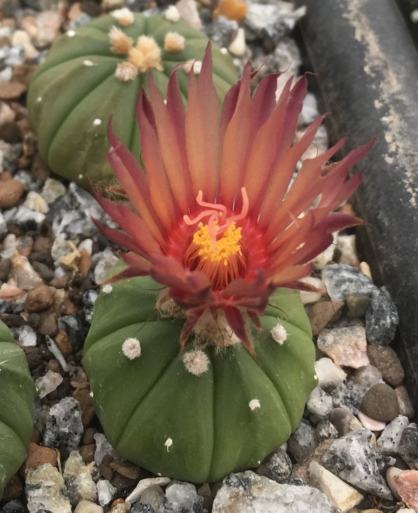 Astrophytum asterias
