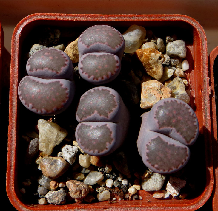 salicola 'Bacchus'