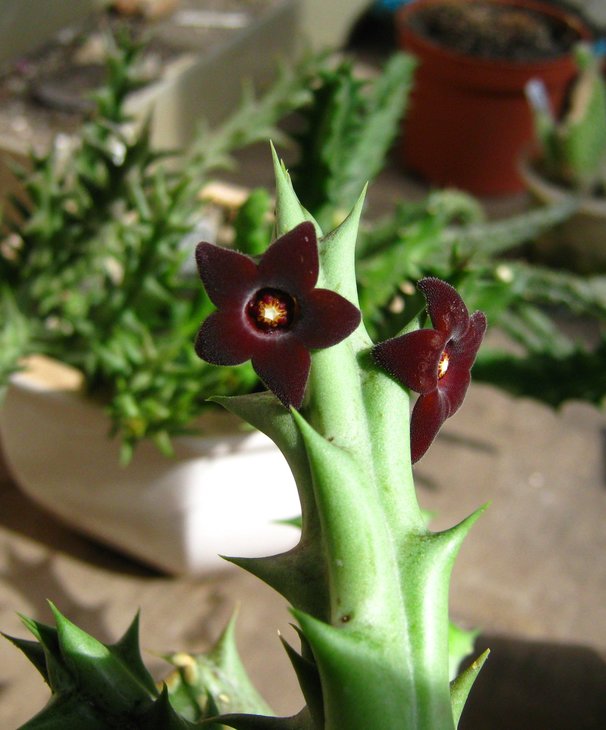 Caraluma hesperidum
