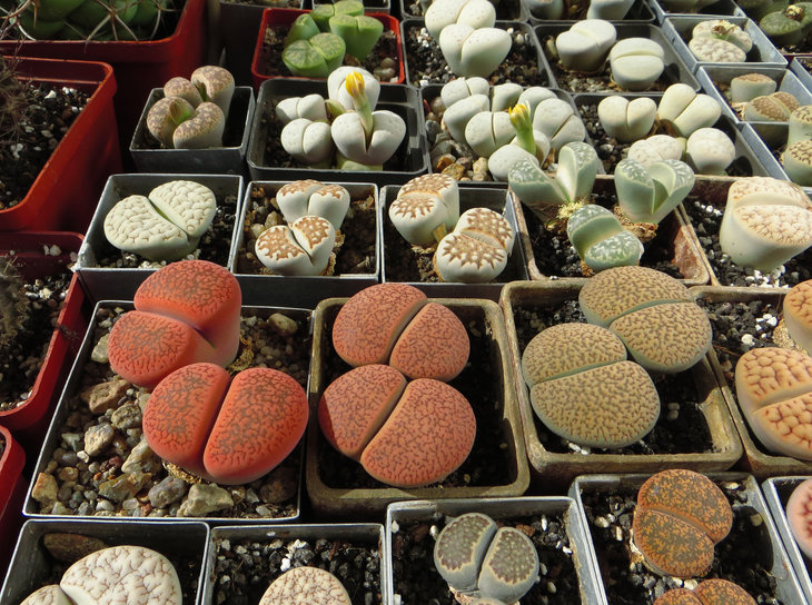 Lithops