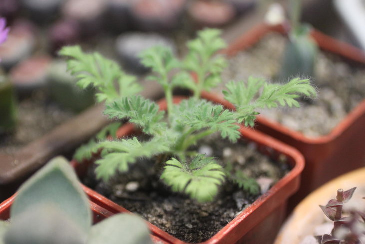 Pelargonium appendiculatum