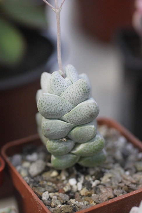 Crassula deceptor