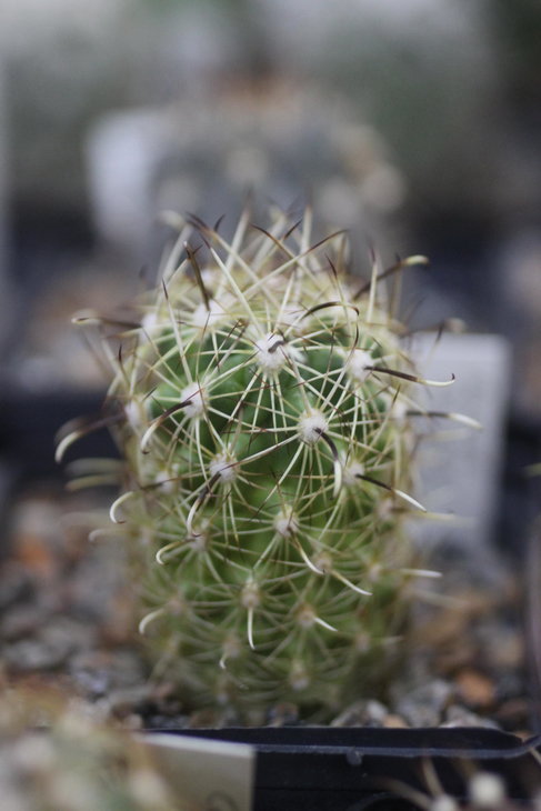 Ancistrocactus scheeri sb-460