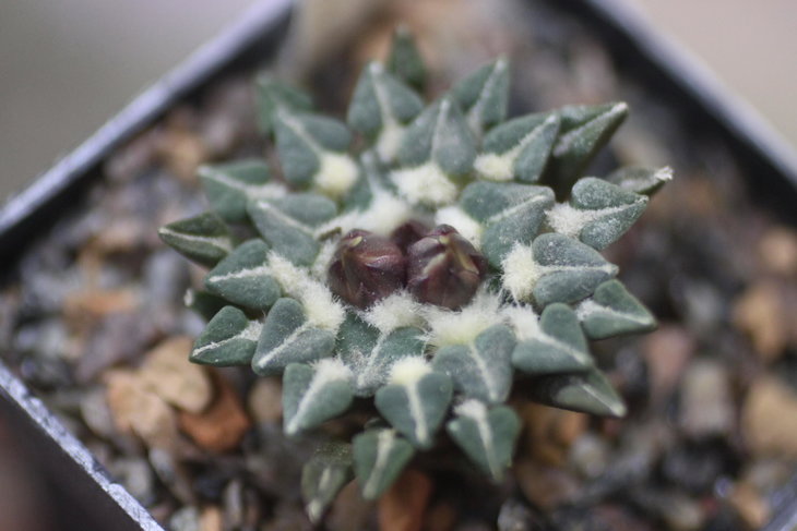 Ariocarpus kotschoubeyanus