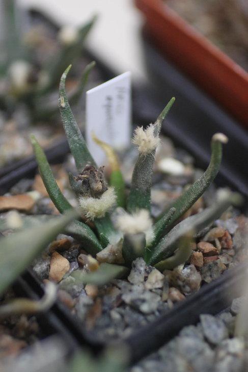 Ariocarpus agavoides