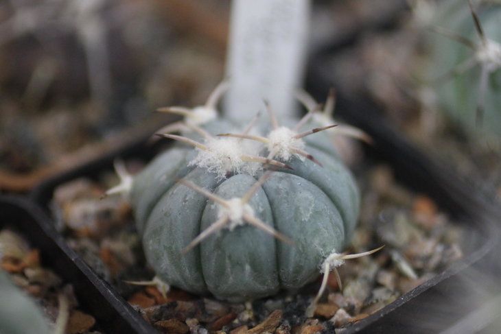 Echinocactus horizonthalonius
