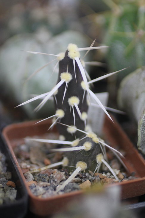 Maihueniopsis darwinii var. hickenii