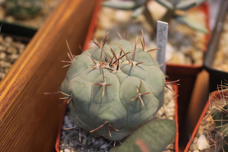 Thelocactus hexaedrophorus