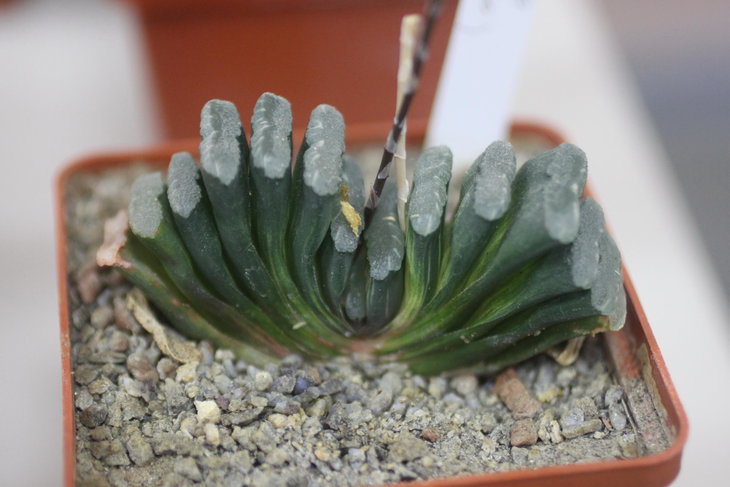 Haworthia truncata