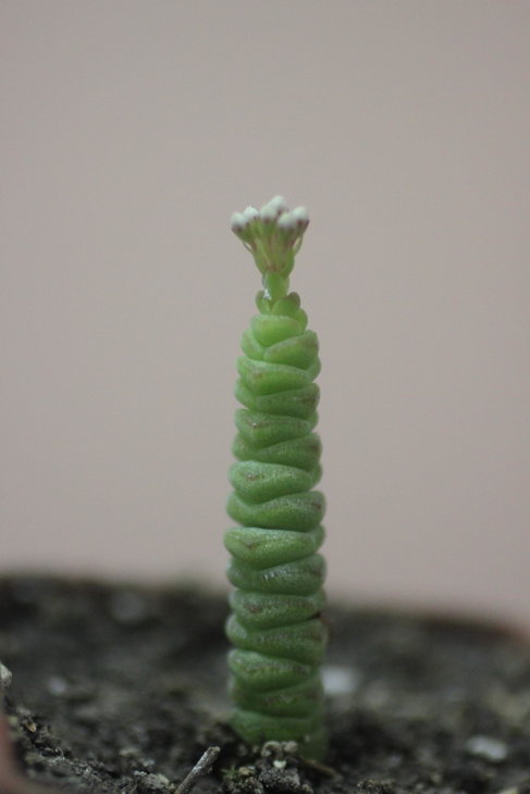 Сrassula marnieriana