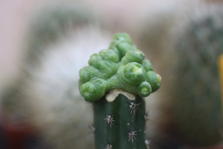 Mammillaria bocasana cv. Fred