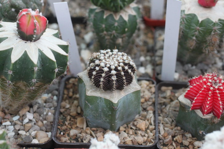 12-рёберный Gymnocalycium friedrichii LB 2178 Agua Dulce