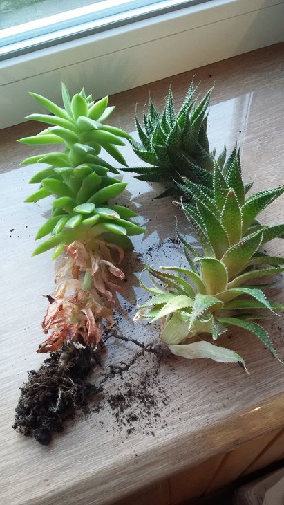 20170902_192258.jpg