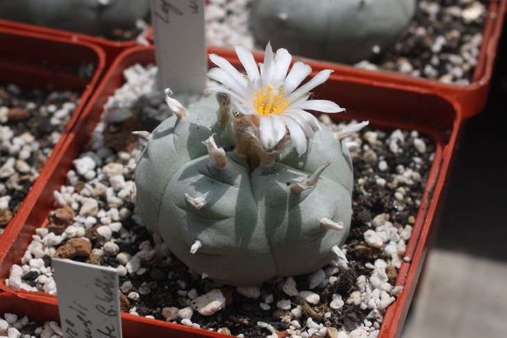 Lophophora williamsii cv. Weisse Bluete, растение Игоря Лавровского