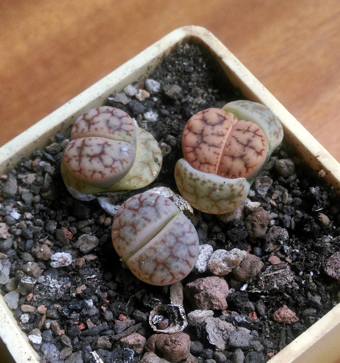 Lithops pseudotrucatella.jpg