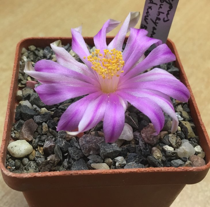 Ariocarpus kotschoubeyanus ssp. sladkovsky