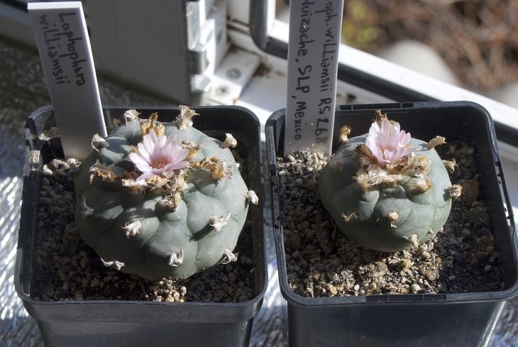 Lophophora williamsii