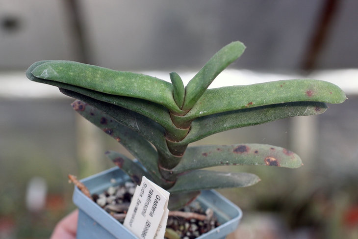 Gasteria rawlinsonii IB9986