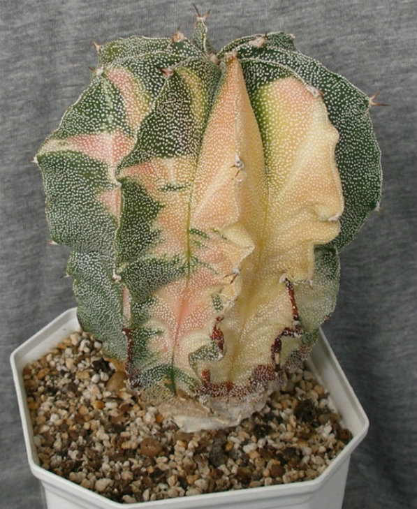 Astrophytum ornatum f. variegata.jpg
