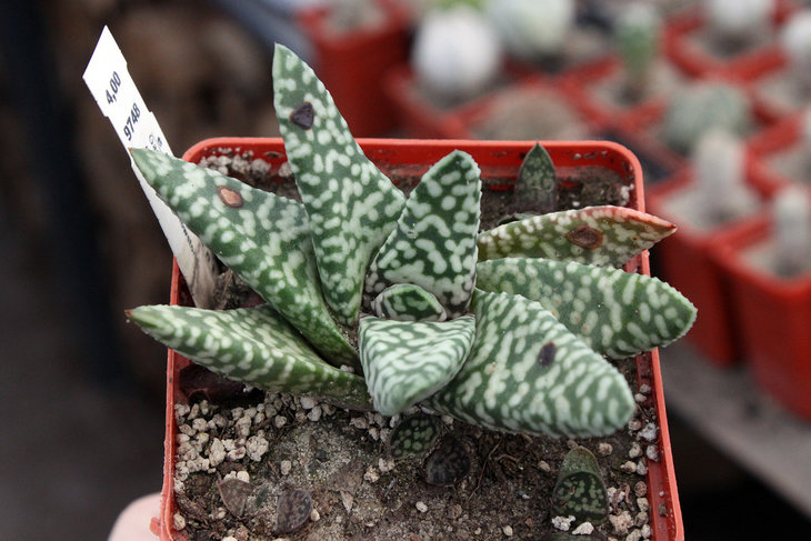 Gasteria carinata cv. Snowstorm