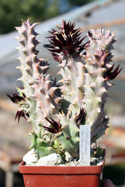 Caralluma mammillaris