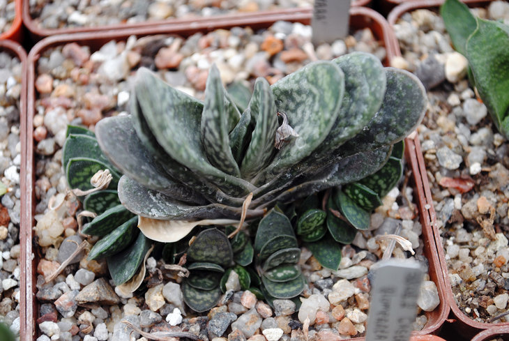 Gasteria cv. Zouge Kodakara