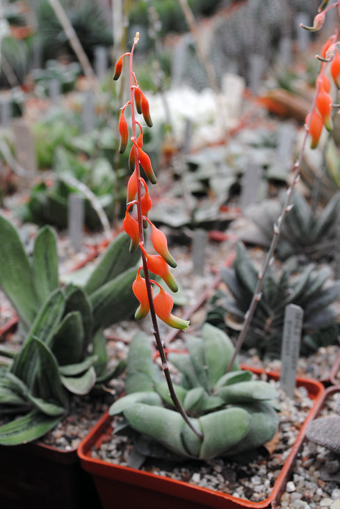 Цветение Gasteria glomerata