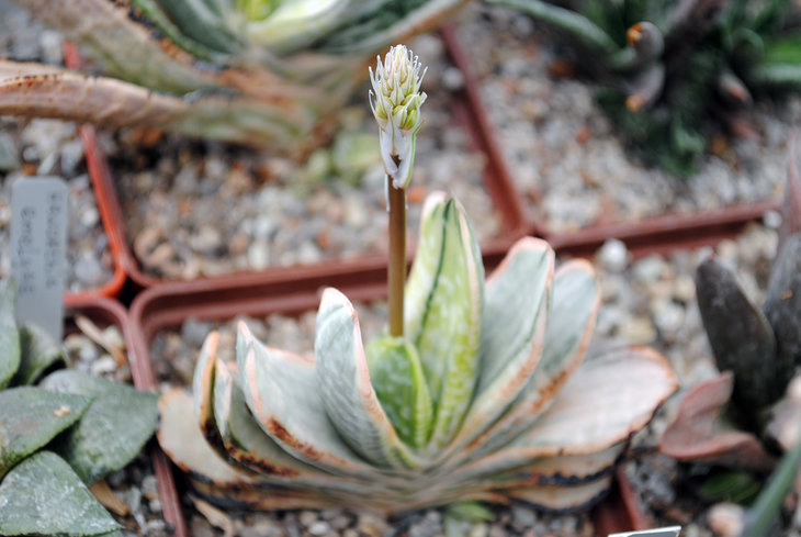 Gasteria disticha f. variegata
